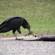 Black vulture (Coragyps atratus)—one of the two vulture species observed in the study—feeding on an armadillo. Photo Courtesy: Emmett Tullos